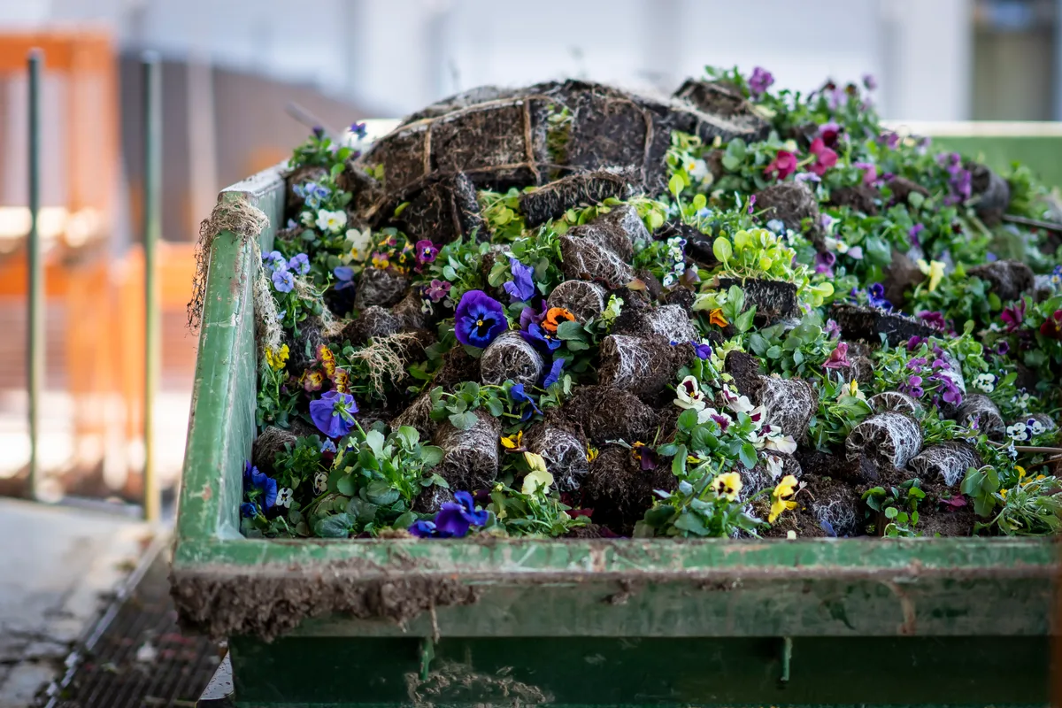 100'000 Blumen landen wegen der Ladenschliessung aufgrund des Coronavirus auf dem Kompost. 